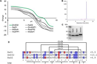 Salt-Tolerant Antifungal and Antibacterial Activities of the Corn Defensin ZmD32